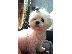 PoulaTo: Κουτάβια Maltipoo
